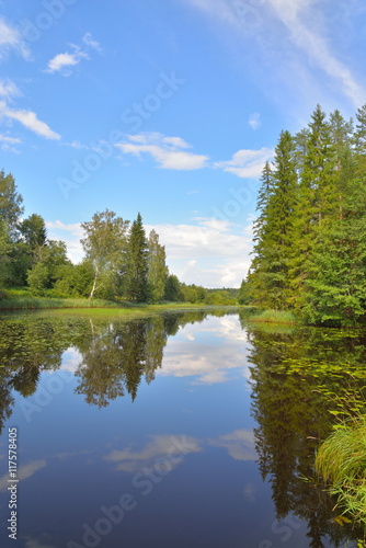 Landscape with blue sky, pine trees and a river with thickets of