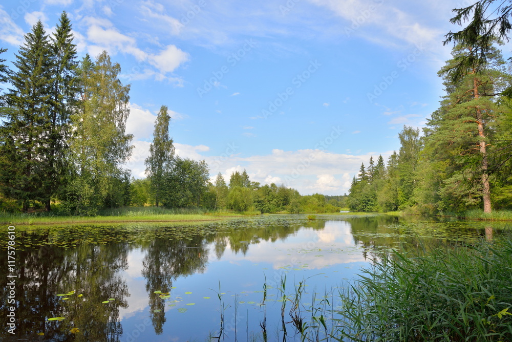 Landscape in the forest of the river with thickets of sedge and