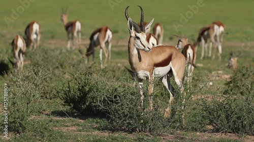 Herd of springbok antelopes (Antidorcas marsupialis) in natural habitat, Kalahari, South Africa photo