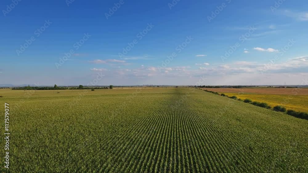 Aerial flight over corn field Aerial flight over corn field