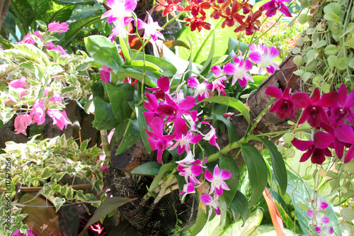 fresh color orchids cultivated on tree