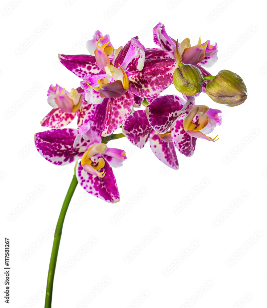 blooming unusual purple orchid, phalaenopsis is isolated on whit