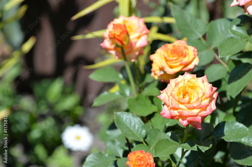 Beautiful rose flowers in the garden on a sunny summer day Beautiful rose flowers in the garden on a sunny summer day