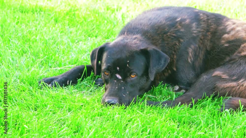 Homeless shorthaired dog laying in field Homeless shorthaired dog laying in field