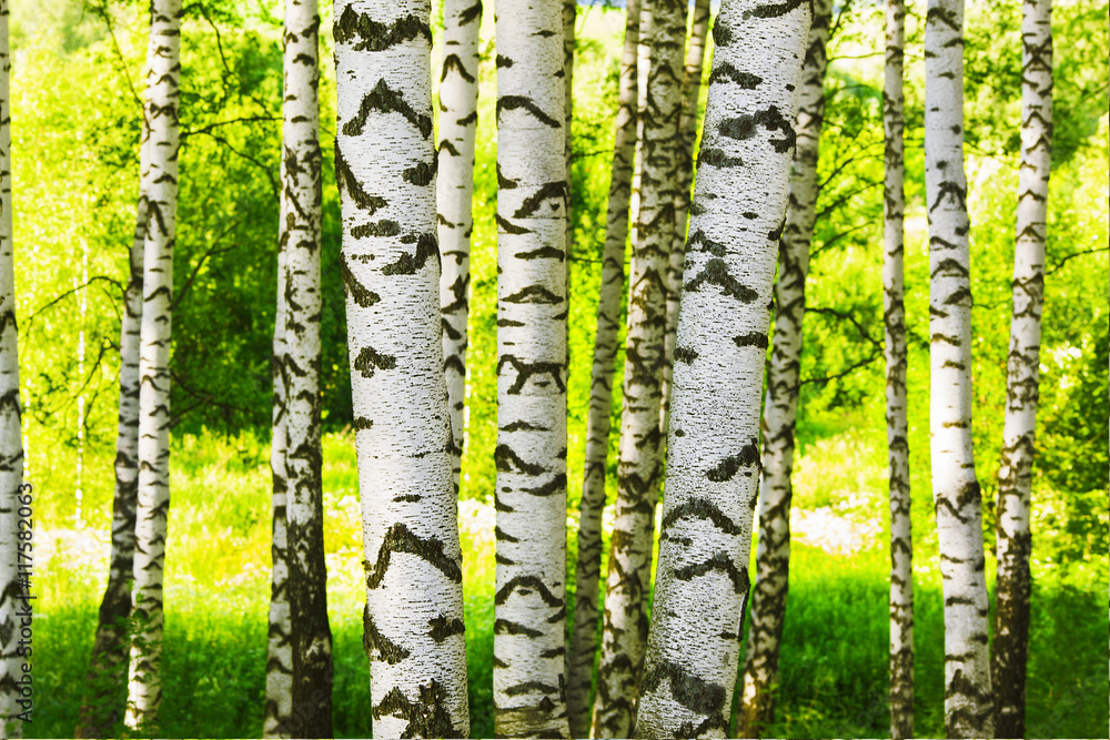 Fototapeta premium summer in birch forest