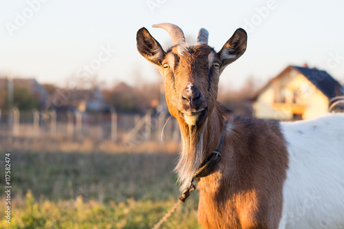 brown goat on the farm during sunset