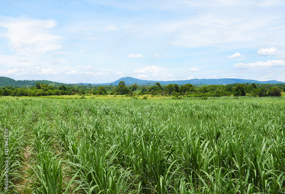 Sugarcane field with blue sky background. Travel in Thailand. Sugarcane field with blue sky background. Travel in Thailand.