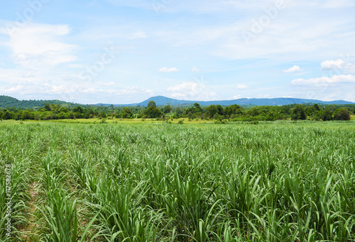 Sugarcane field with blue sky background. Travel in Thailand.