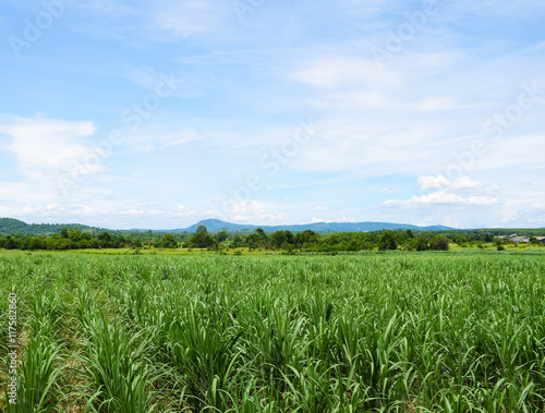 Sugarcane field with blue sky background. Travel in Thailand.