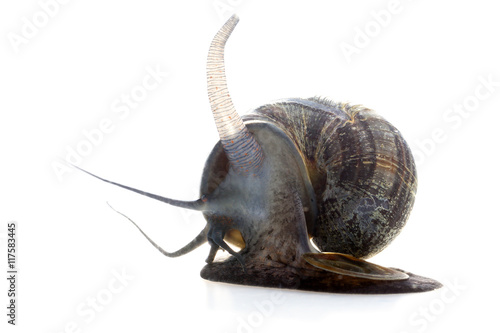 Apple snail on white background