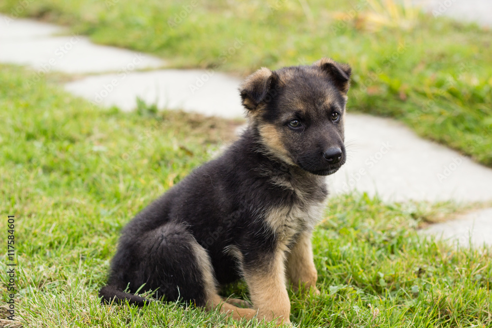 small black puppy dog playing on green grass in summer garden small black puppy dog playing on green grass in summer garden