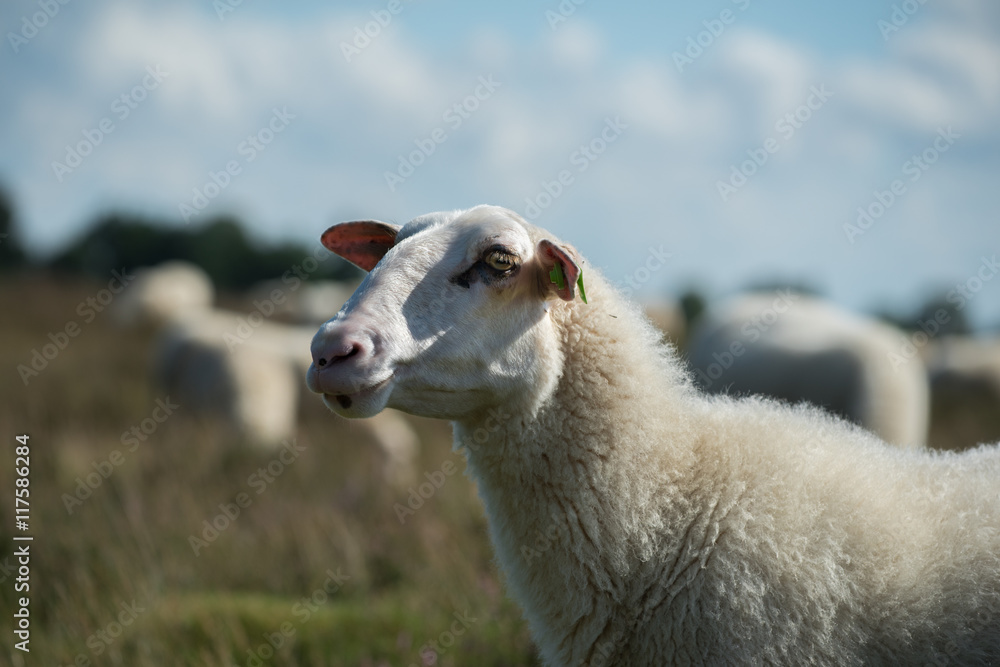 Sheep in the Netherlands
