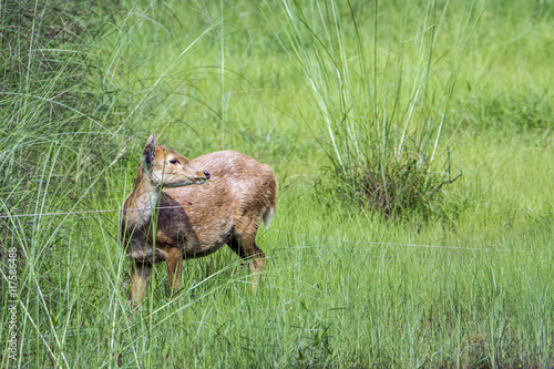 Hog Deer in Bardia national park, Nepal © PACO COMO