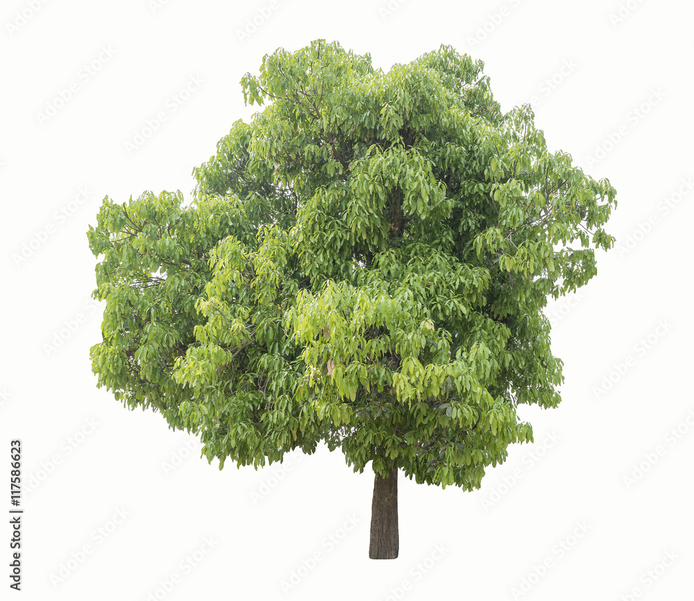Fototapeta premium Tree isolated on a white background.