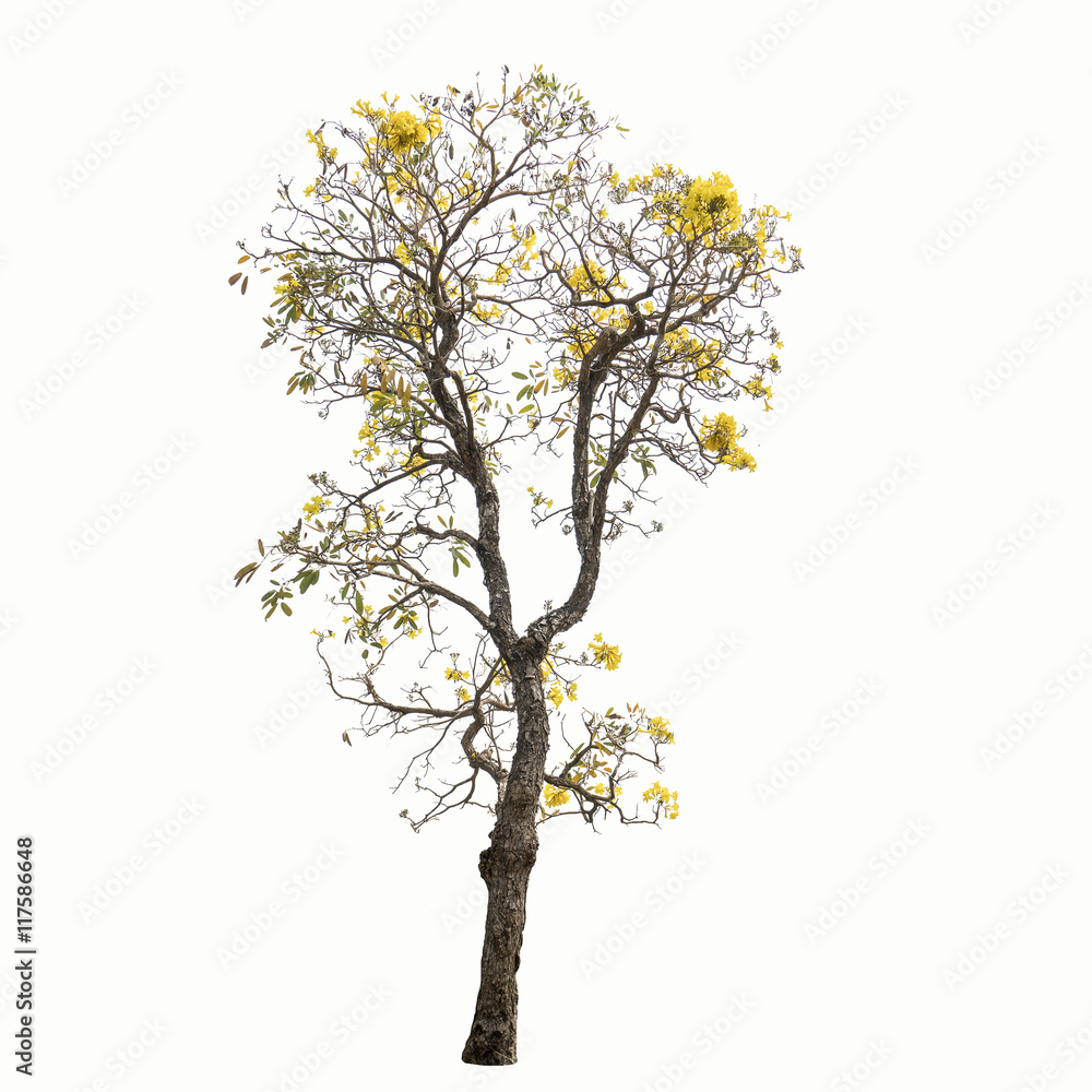 Obraz premium Tree isolated on a white background.