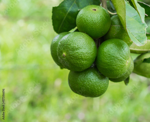 Wallpaper Mural Lime Torontodigital.ca