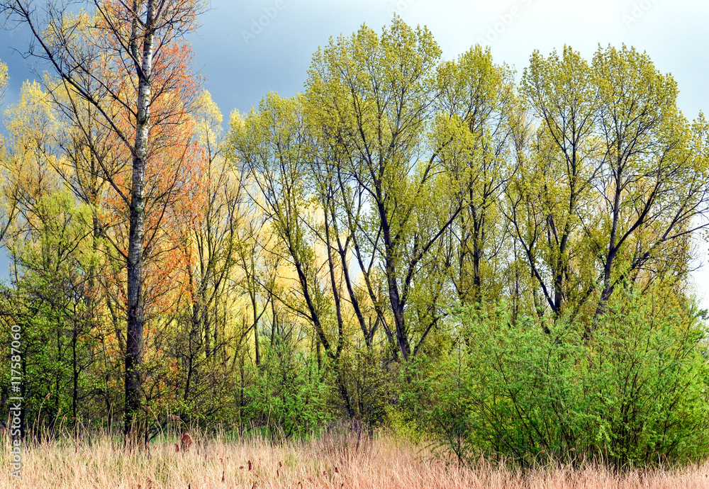 Fototapeta premium Trees.
