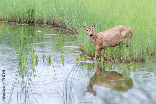 Hog Deer in Bardia national park, Nepal photo