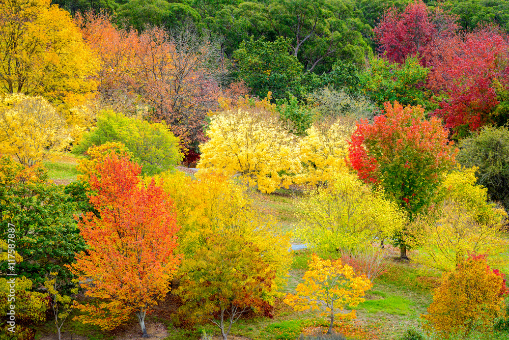 Colourful autumn trees