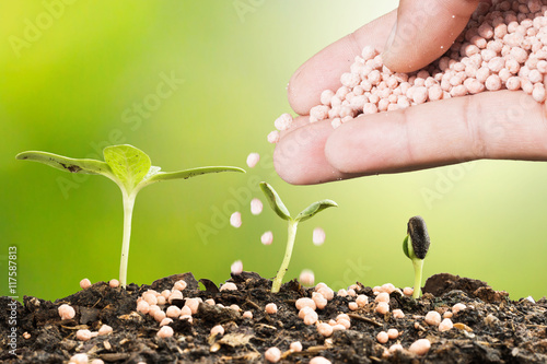 Seeding, Plant seed growing concept, Farmer hand giving fertilizer to young plant photo