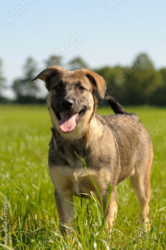 Deutscher Schäferhund