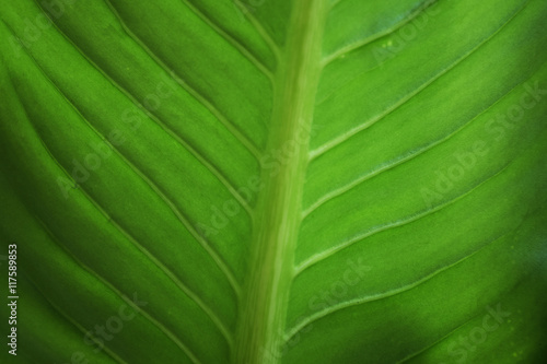 Close up green leaf texture/background.