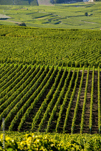 Champagne vineyards Mancy in Marne department  France