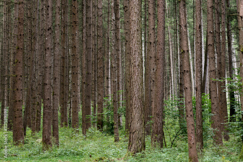 Foto Bosco con alberi ad alto fusto