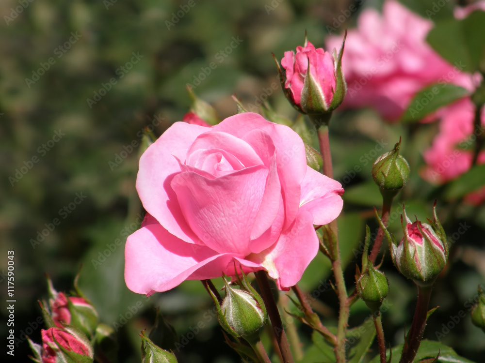 Fototapeta premium Rose Flower.