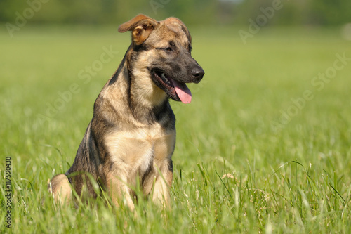 Deutscher Schäferhund