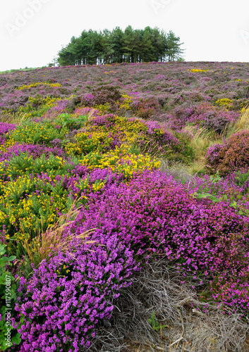 Wildflower meadow in bloom on Hardown Hill near village of Morcombelake in Dorset, England photo