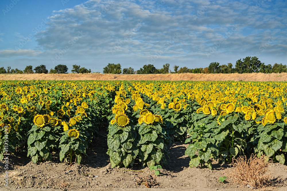 Sunflowers harvest