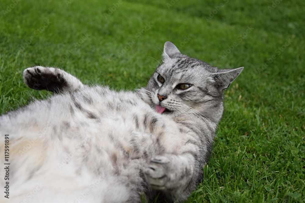 Gray tabby cat lying on his back in the grass and licking his fur coat