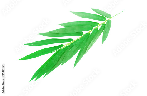 Closeup Bamboo leaf on white background