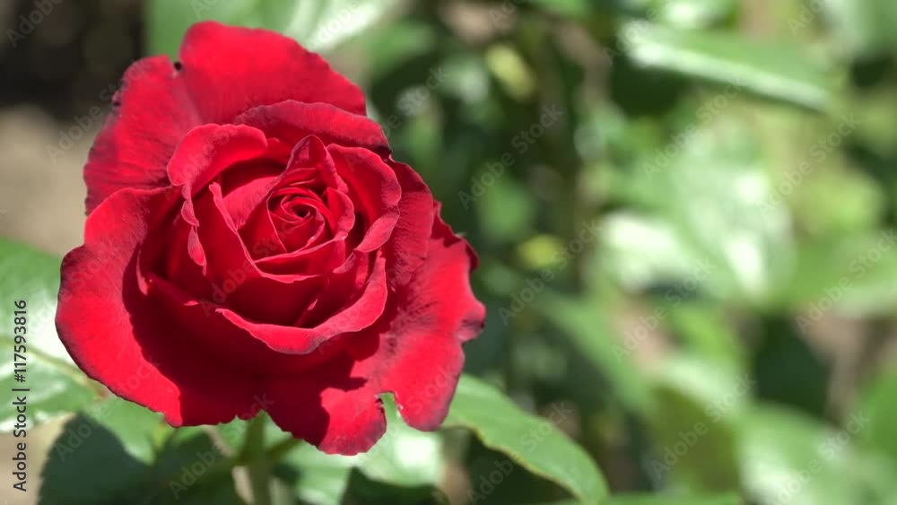Red rose on the branch. The background is out of focus. sunny day Red rose on the branch. The background is out of focus. sunny day