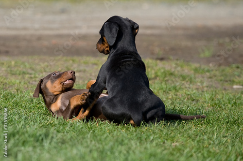 Dobermannwelpen