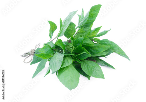 Closeup fresh sweet basil vegetable on white background raw material for cooking