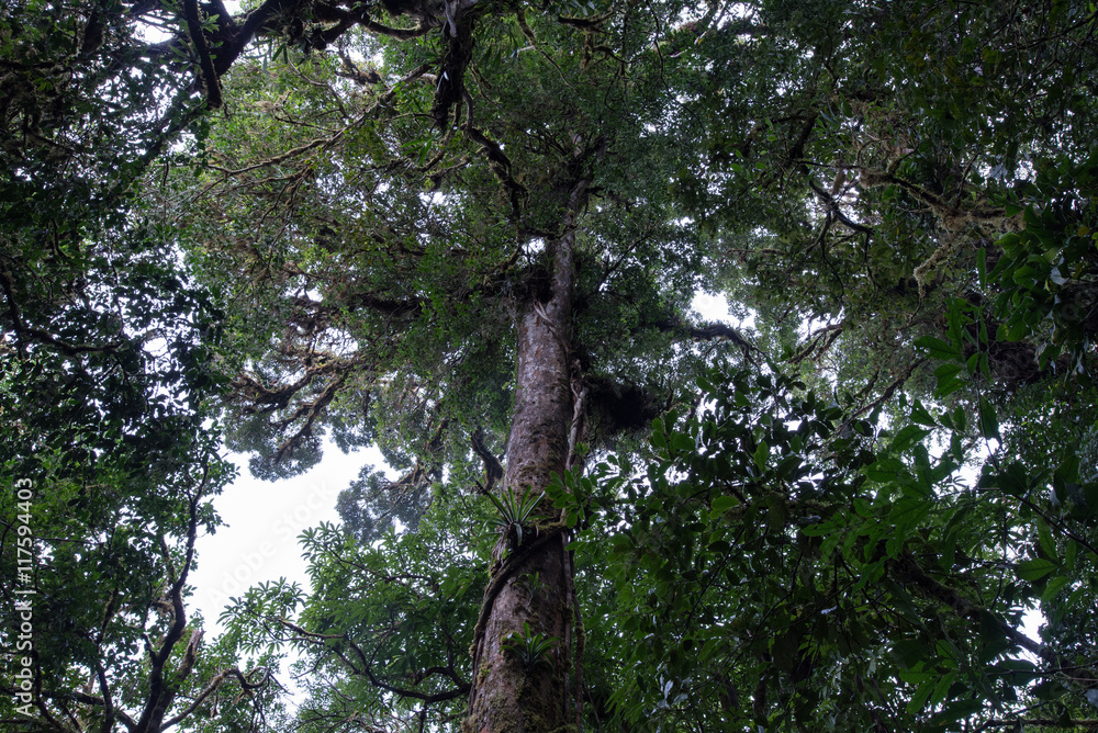 Fototapeta premium Cloud Rainforest of Monteverde in Costa Rica