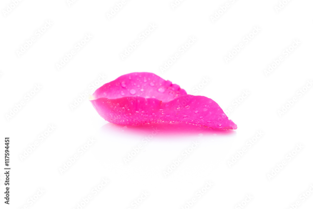 Sweet pink rose petals beautiful on white background Sweet pink rose petals beautiful on white background