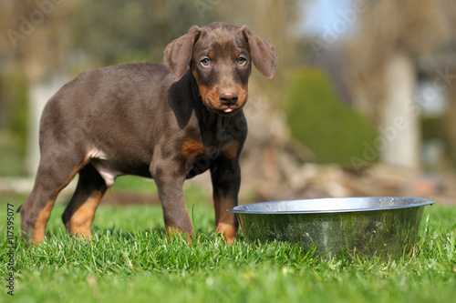 Dobermannwelpen