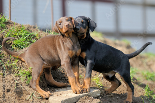 Dobermannwelpen
