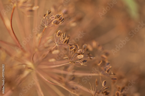 dried fennel seeds in the beds. shallow depth of field