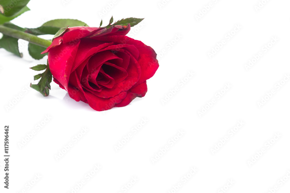 Closeup red rose color on white background, love and romantic concept, selective focus Closeup red rose color on white background, love and romantic concept, selective focus