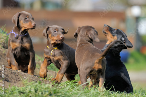 Dobermannwelpen