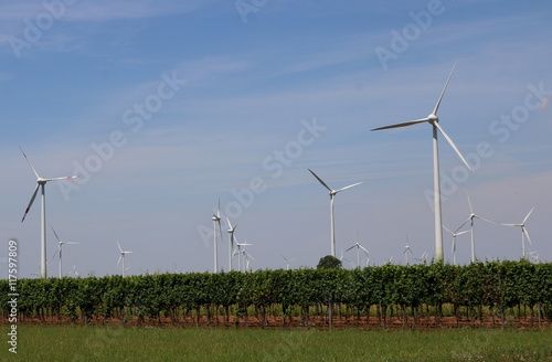 windmills and vineyards