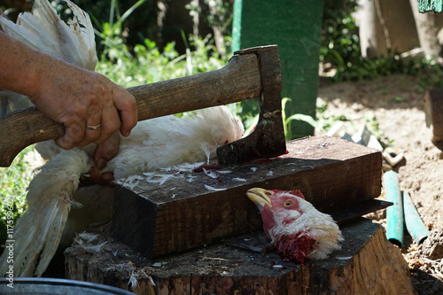 Cut the chicken head photo