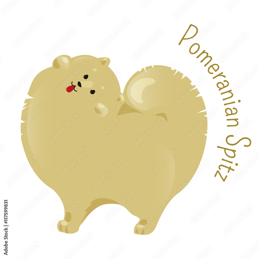 Pomeranian spitz isolated on white background. Pomeranian spitz isolated on white background.