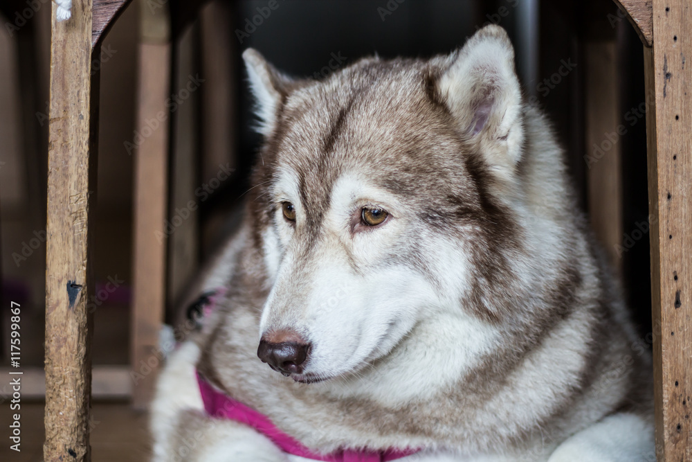 Sadness Dog Siberian Husky was waiting for his owner