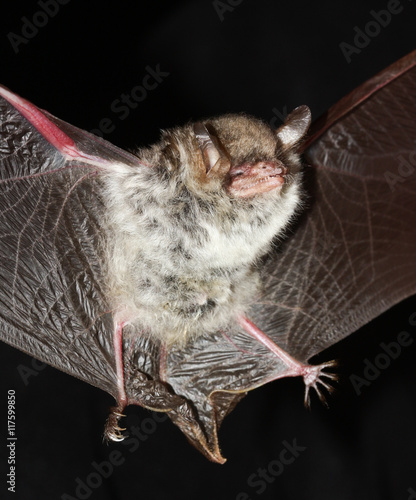 Natterer's Bat  open wings on  black