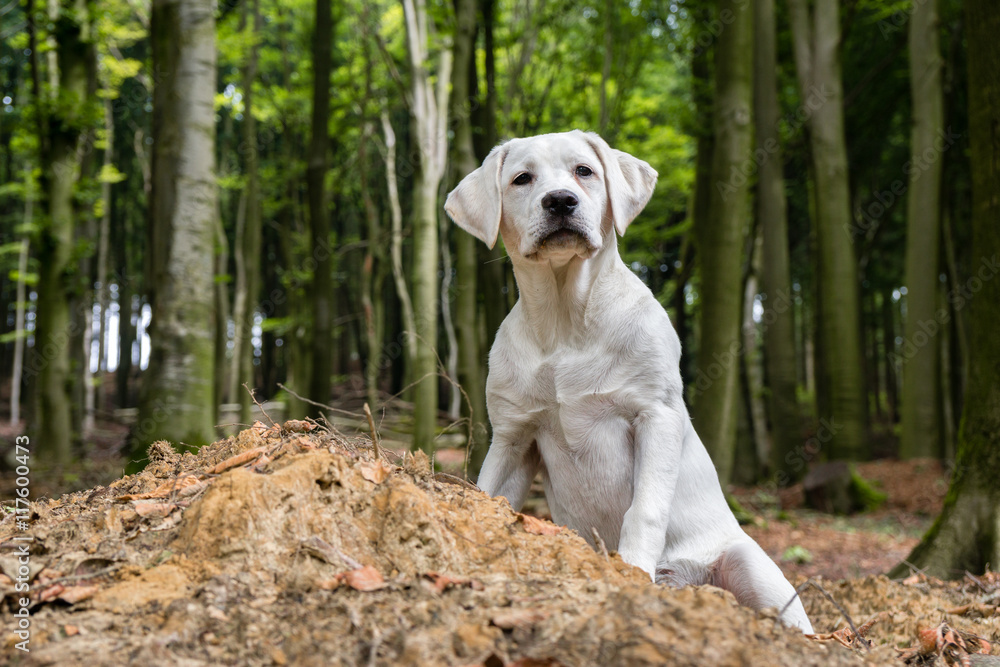 Labrador Hund Welpe auf einem Hügel im Wald 
